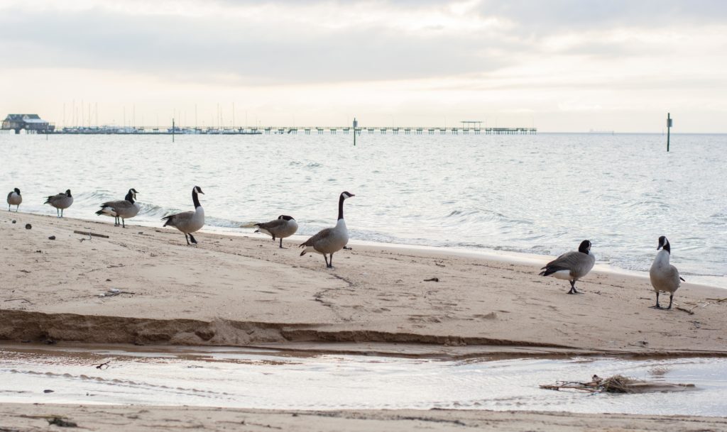 Fairhope Beach