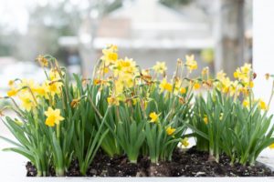 Spring Flowers in Fairhope