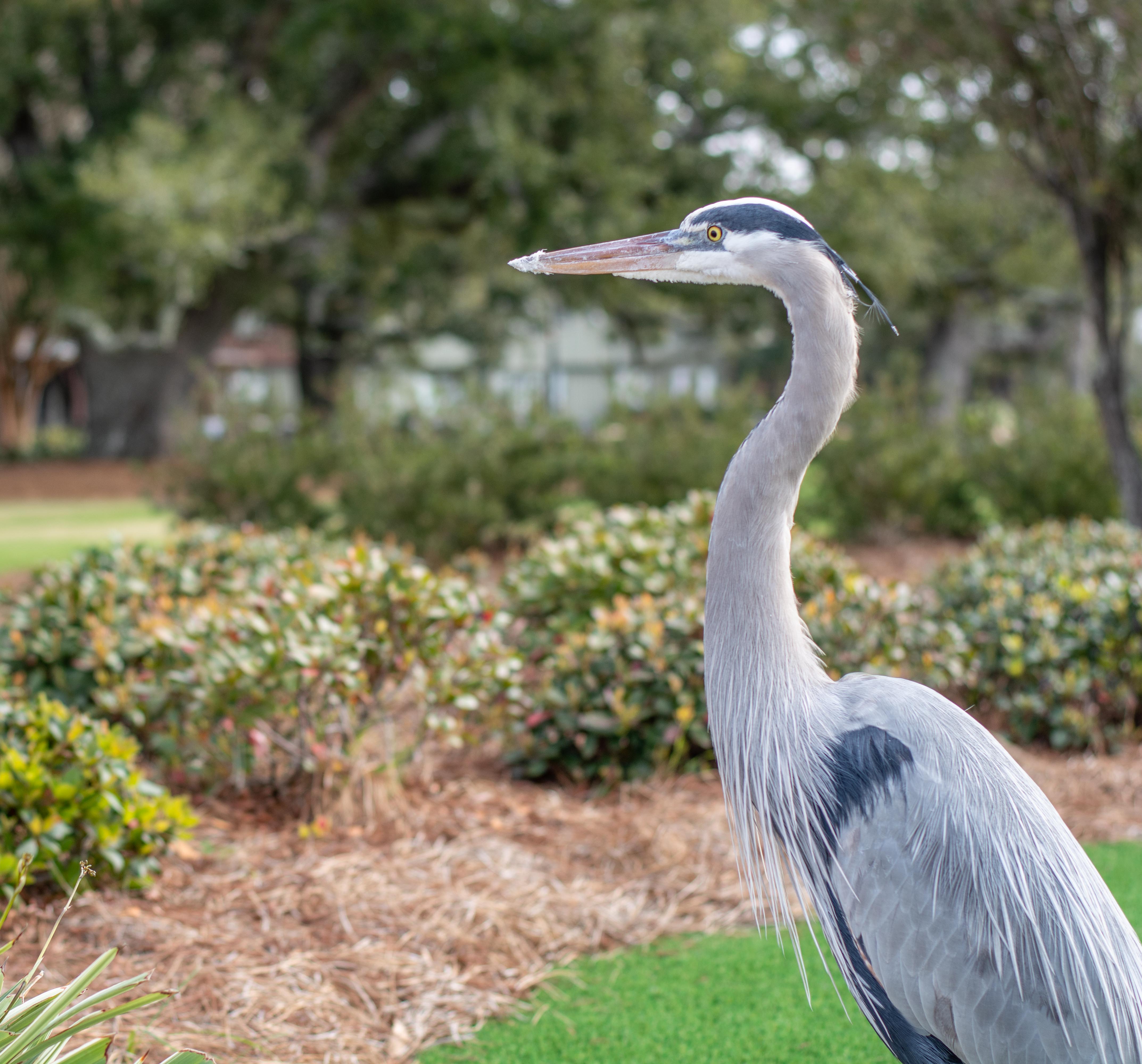 Blue Heron at The Grand Hotel
