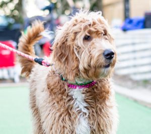 Goldendoodle Fairhope