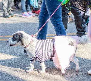 Mystic Mutts Fairhope