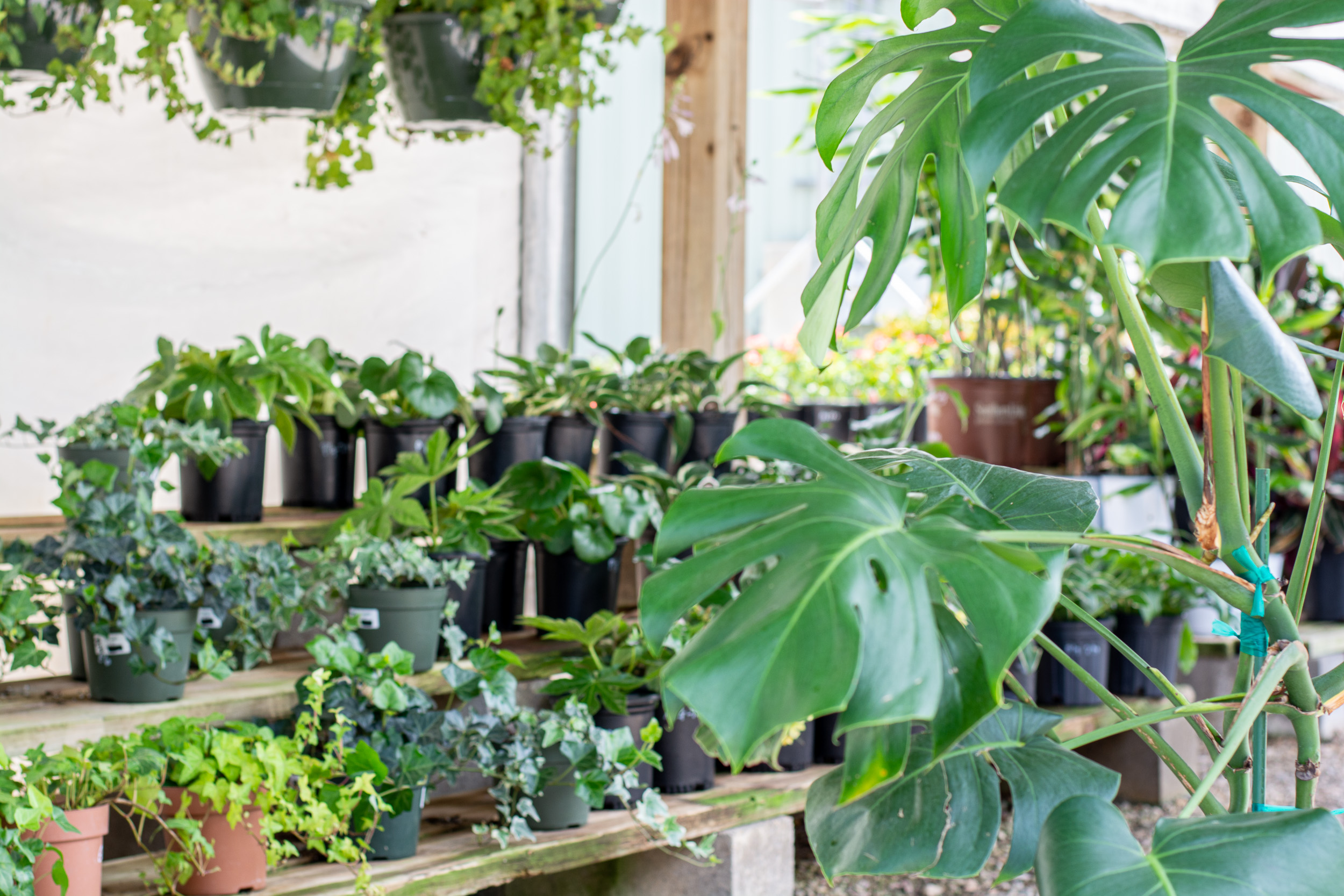 Plants for Sale Fairhope
