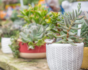 Street's Plants