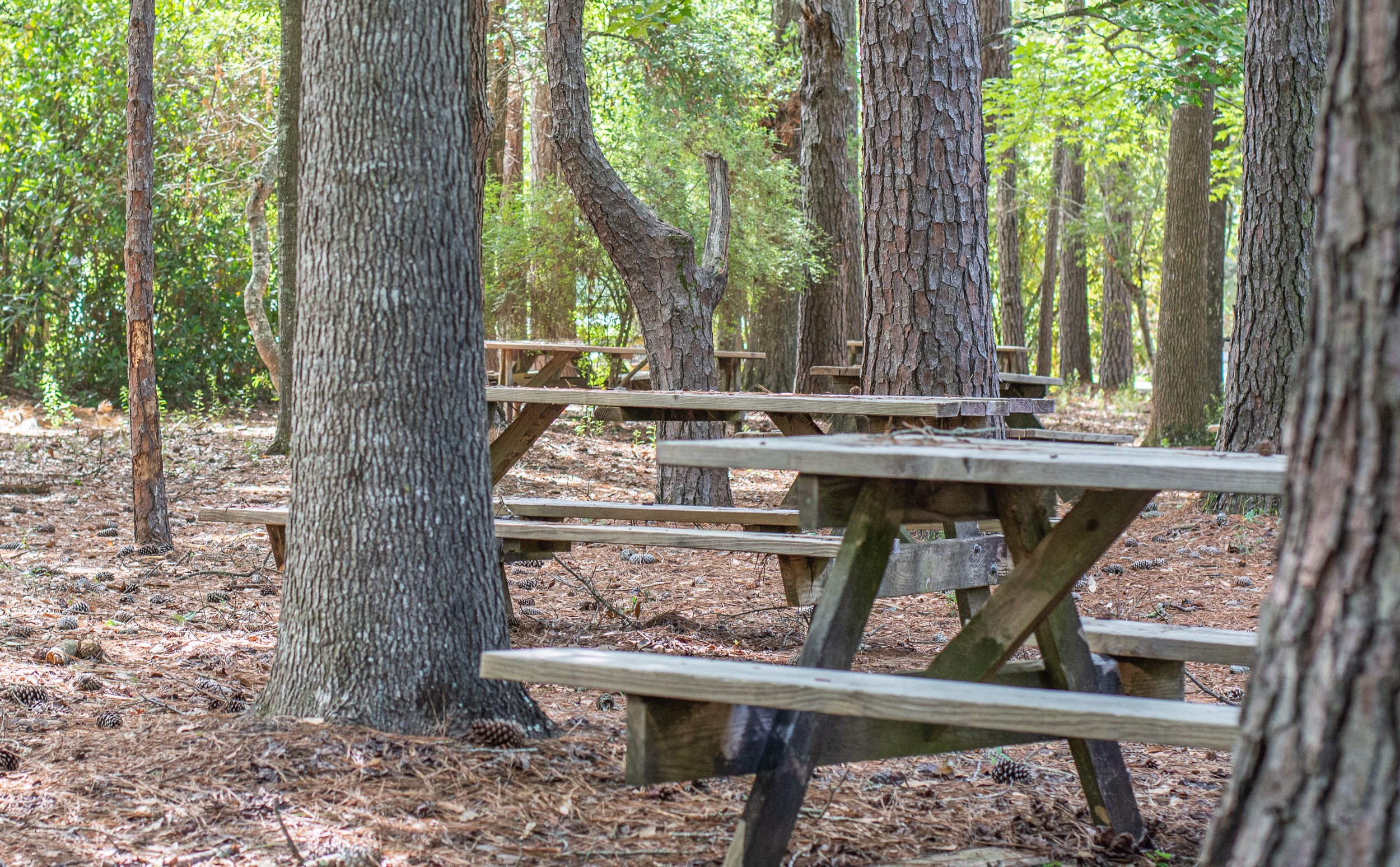 Picnic Tables at Weeks Bay