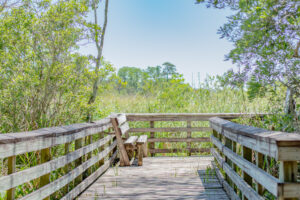 Picnic Bench on Boardwalk