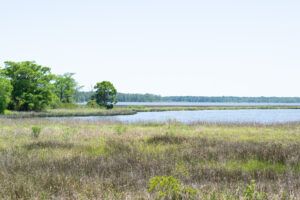 Weeks Bay Reserve Fairhope