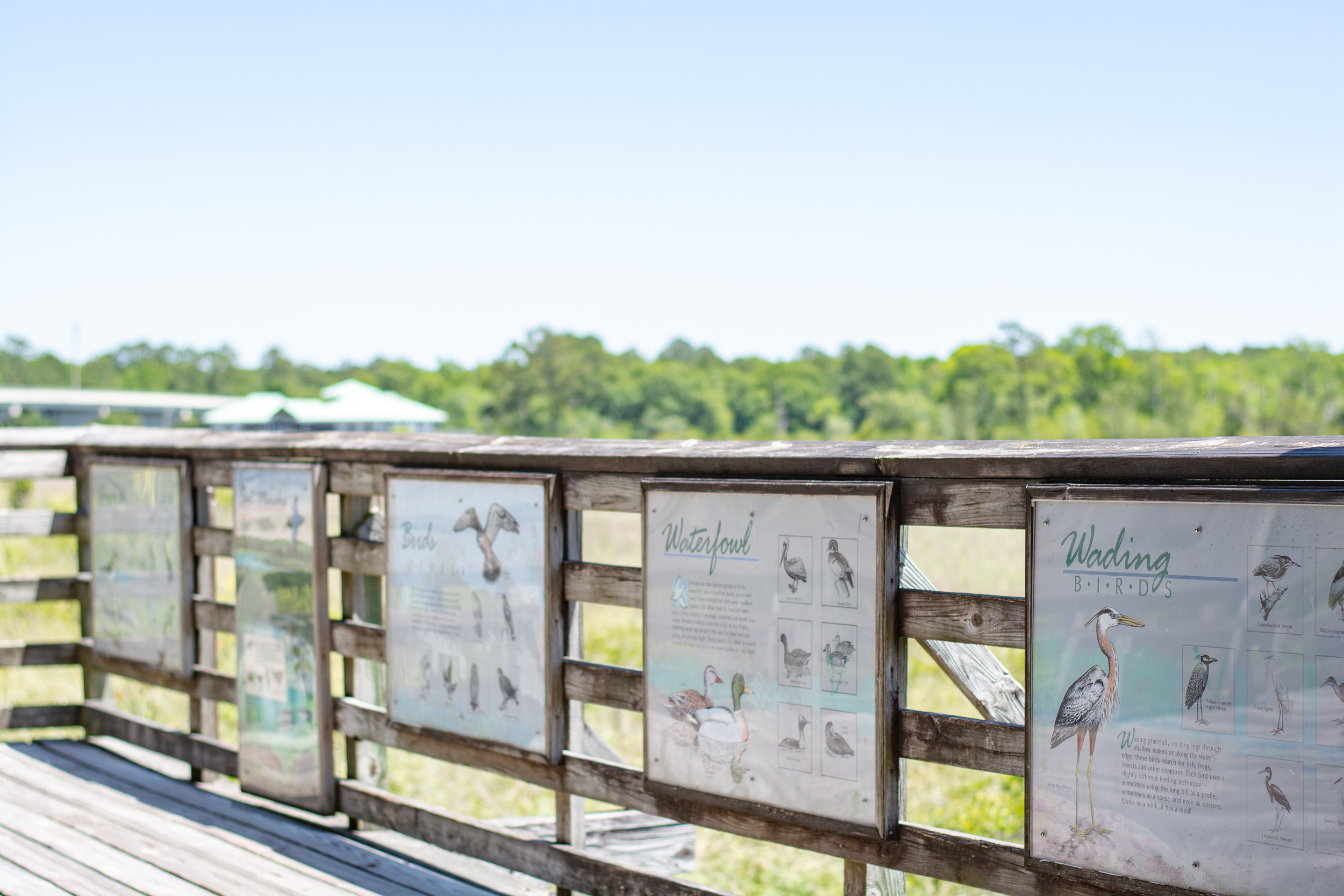 Bird Watching at Weeks Bay