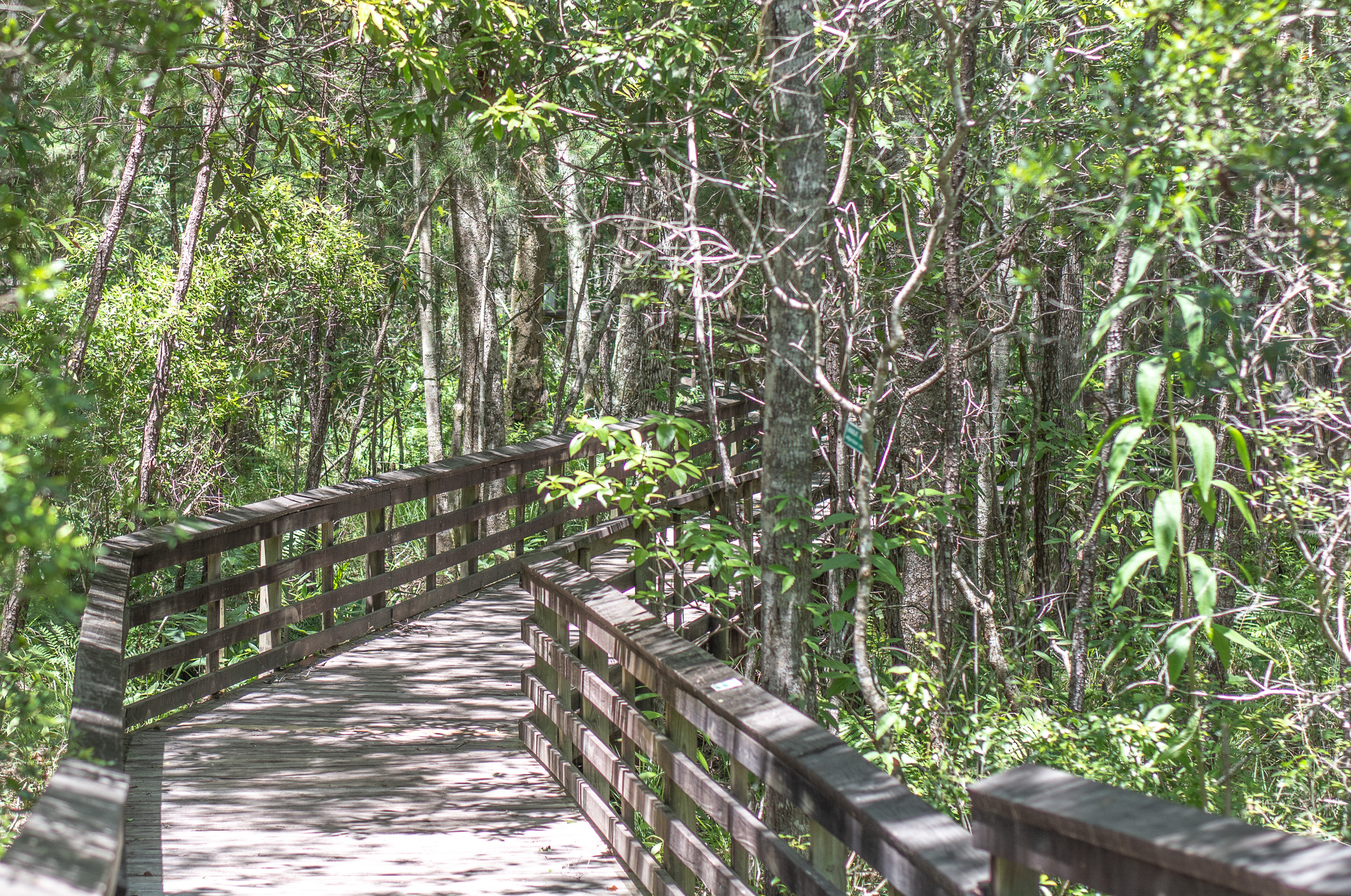 Boardwalk at Weeks Bay
