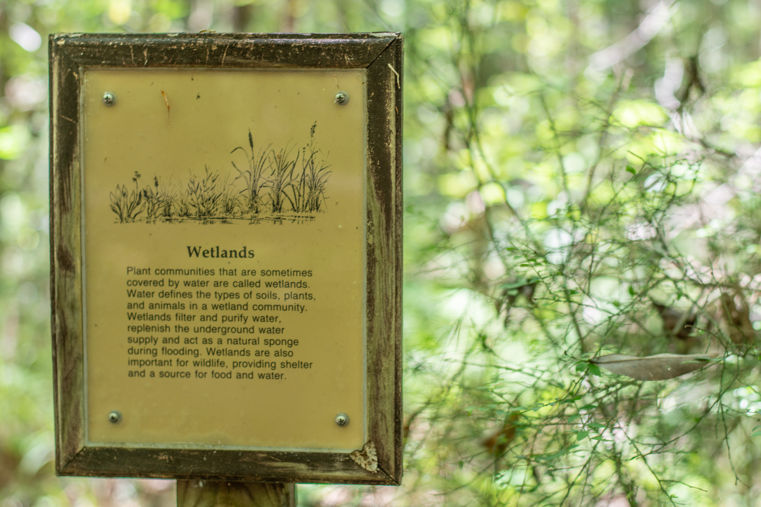 Wetlands Information