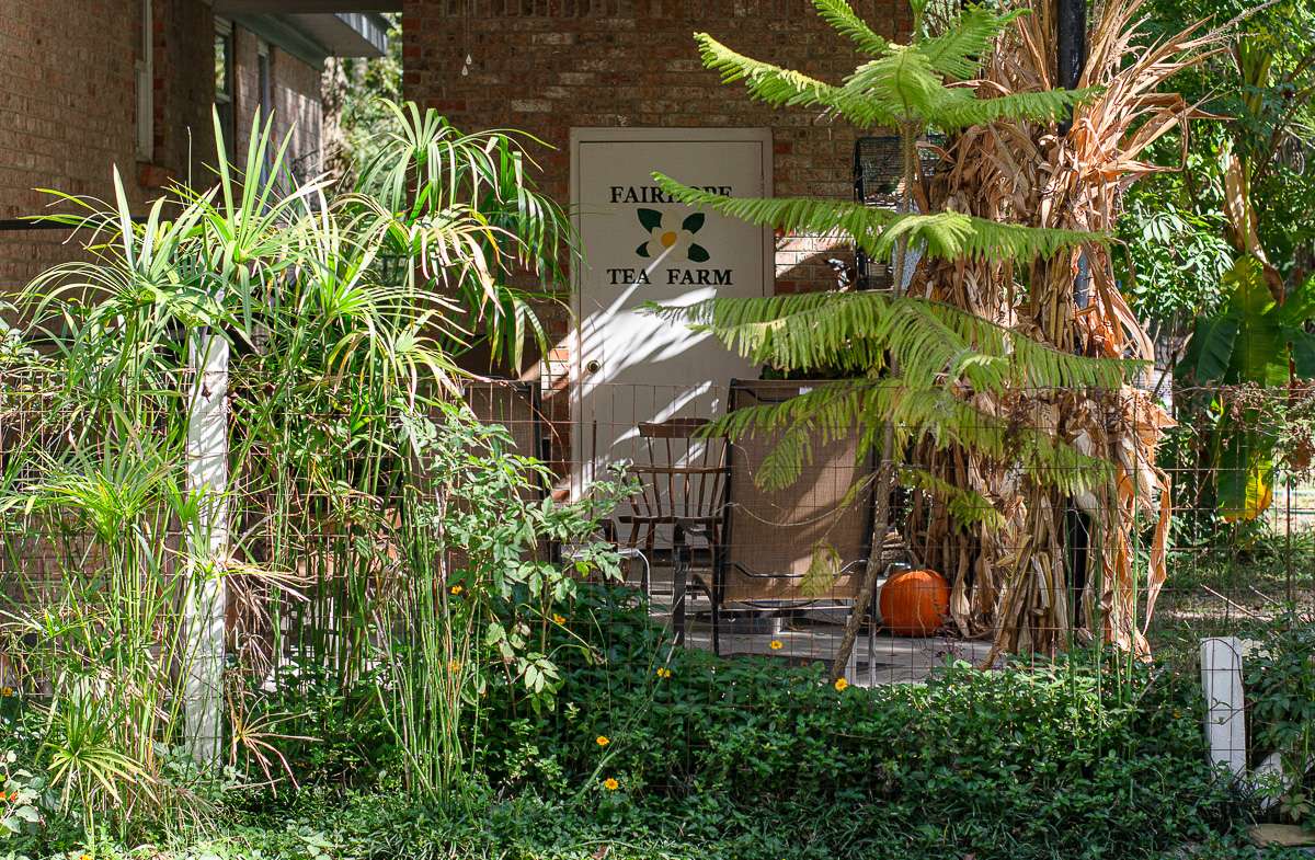 Fairhope Tea Farm