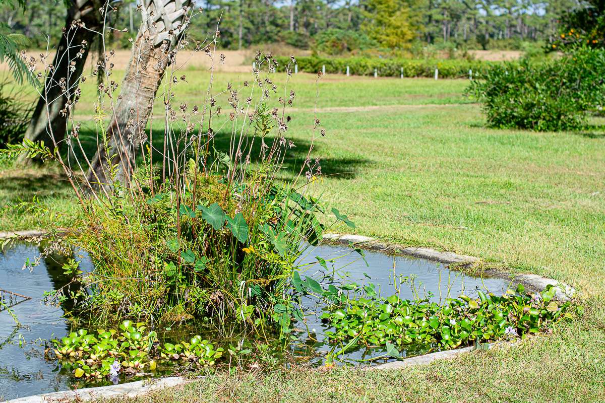 koi pond