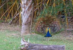blue peacock