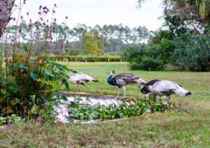 Fairhope Tea Plantation