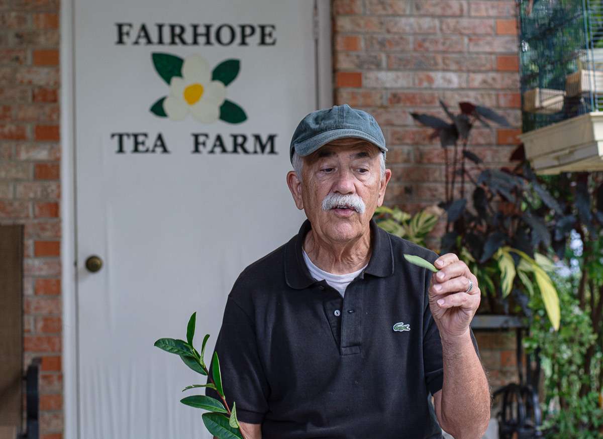 Fairhope Tea Farm