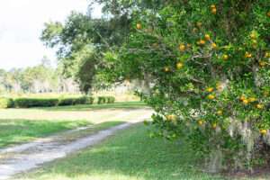 Fairhope Tea Farm