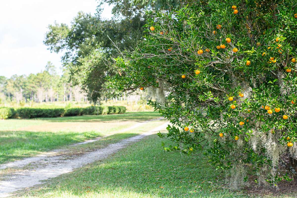 Fairhope Tea Farm