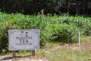 Fairhope Tea Plantation