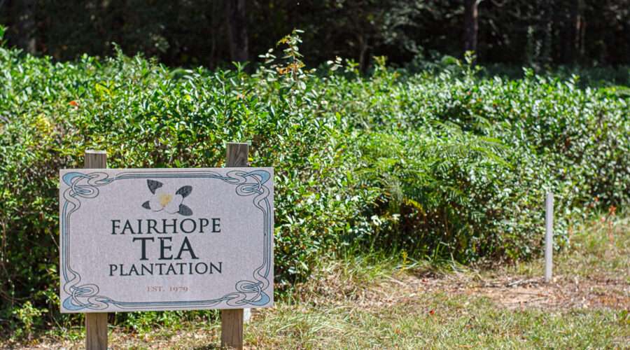 Fairhope Tea Plantation