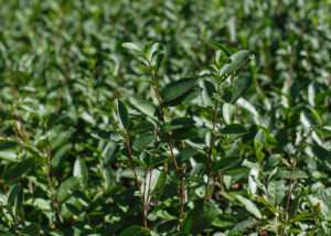 Fairhope Tea Farm