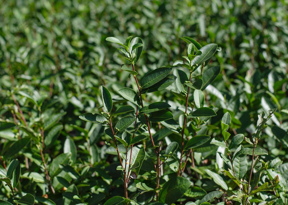 Fairhope Tea Farm