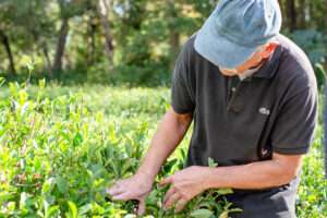 Fairhope Tea Farm