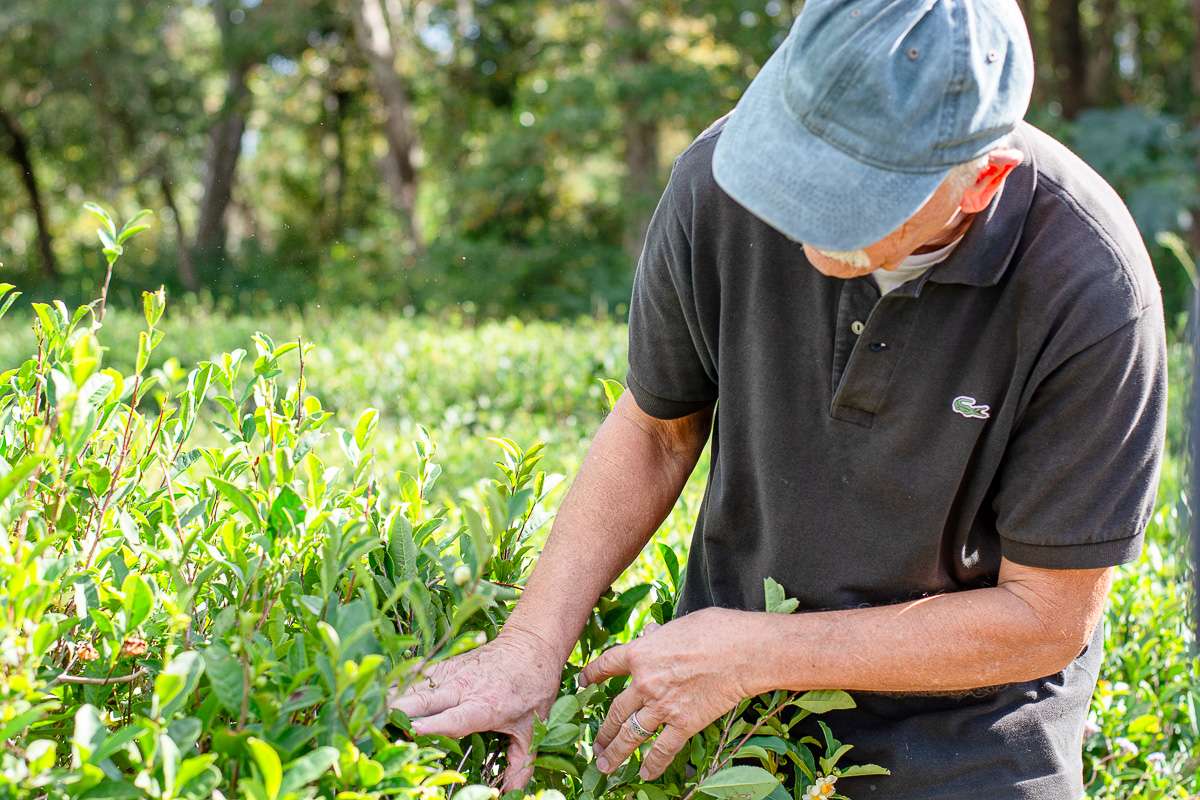 Fairhope Tea Farm