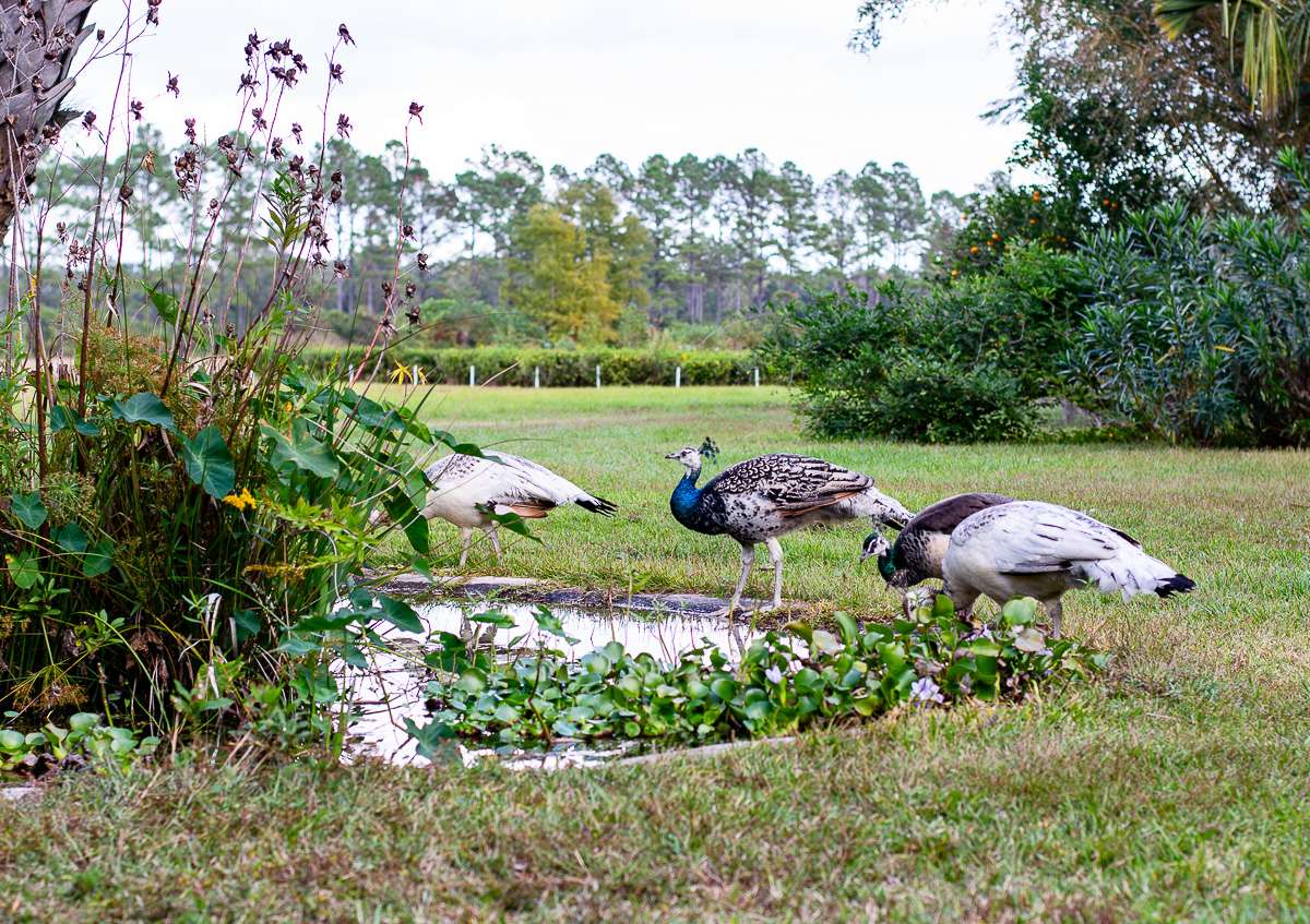 Fairhope Tea Plantation