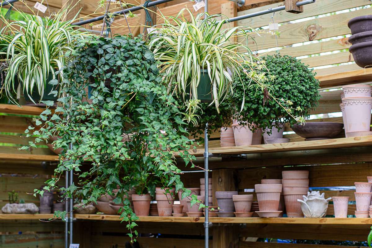 plant store Baldwin County Alabama